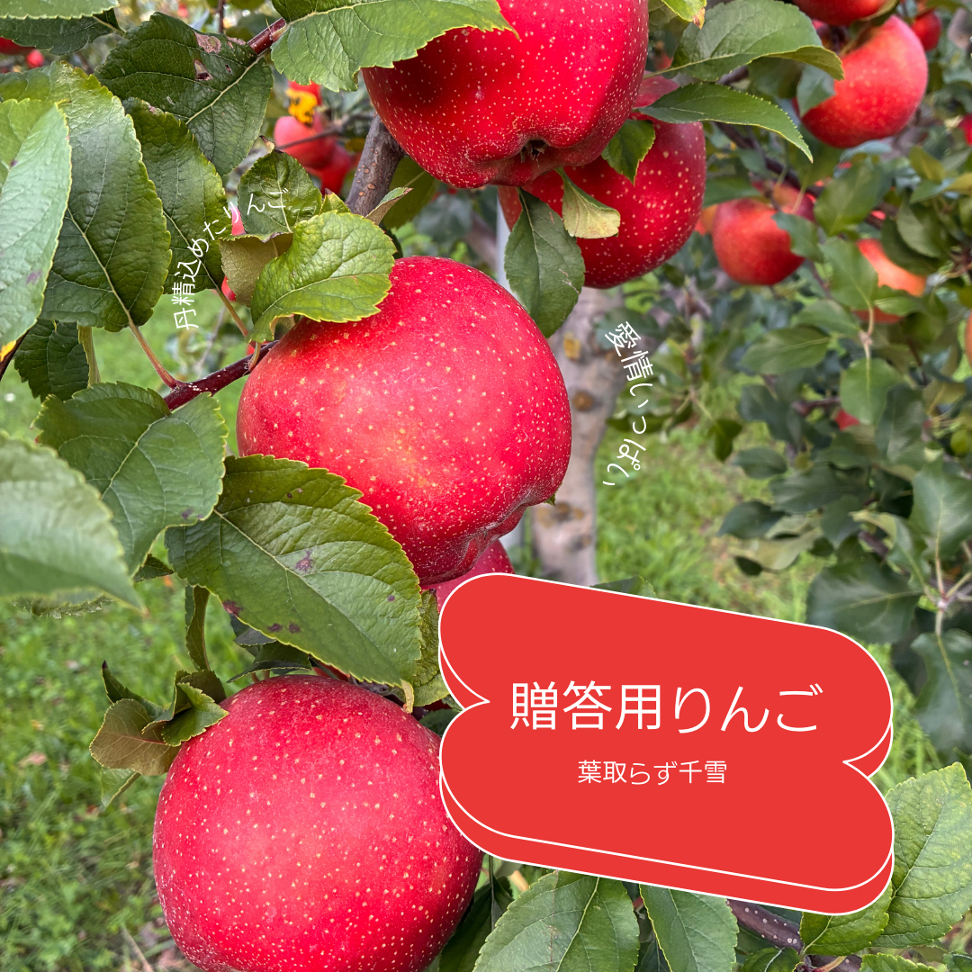葉取らず千雪　贈答用