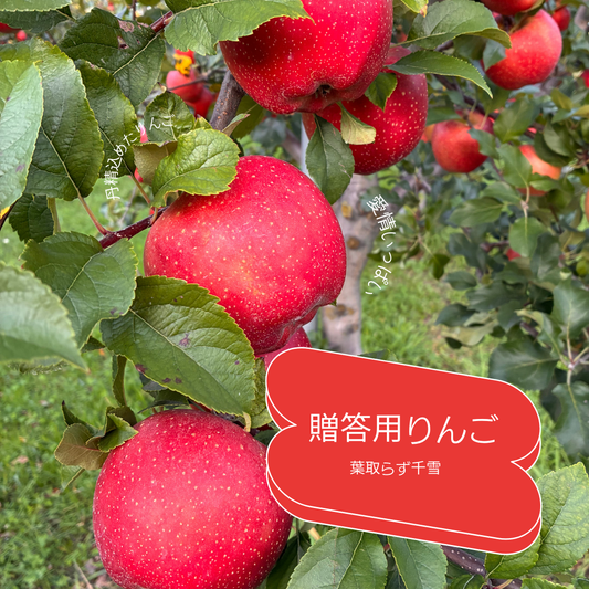 葉取らず千雪　贈答用