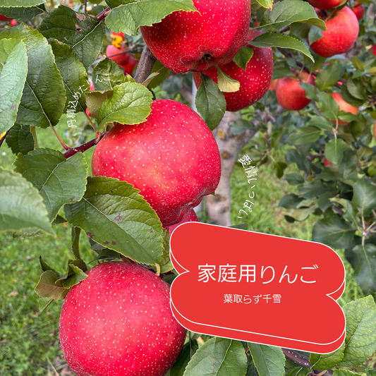 葉取らず千雪　家庭用